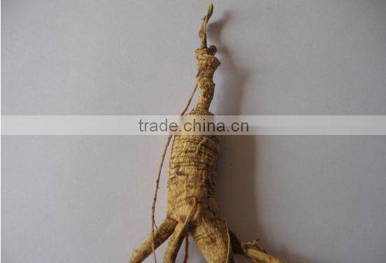 wild gensing, natural wild gensing, panax gensing,jilin gensing