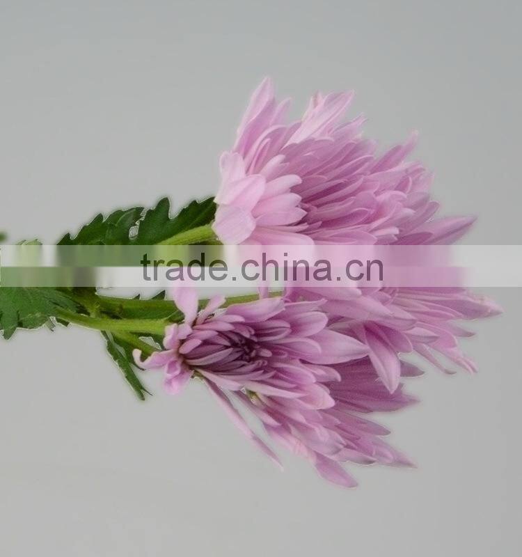 Quality new coming fresh pink chamomile chrysanthemum