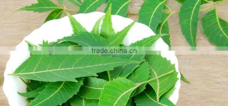 Organic Pure Neem Leaf Powder Bulk Producers
