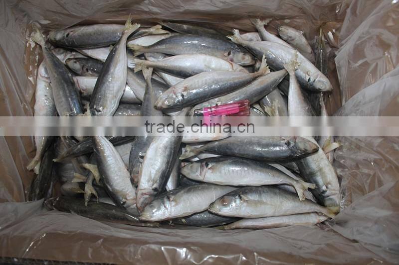 frozen small eyes round scad fish