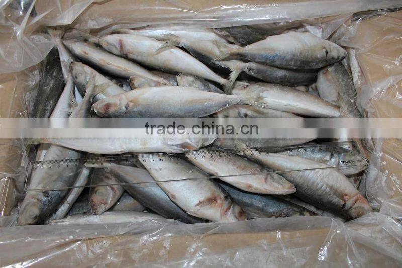 china frozen seafood big/small eyes scad fish