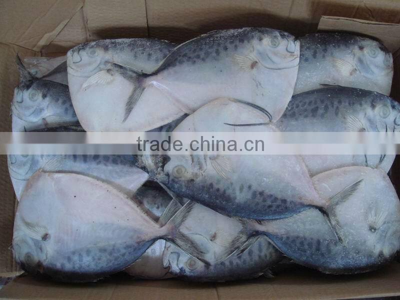import export seafood fish frozen moonfish whole round