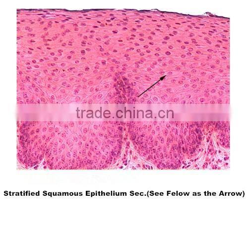 Medical slides/ Prepared Microscope Histology slides/Epithelium Sec. Slides