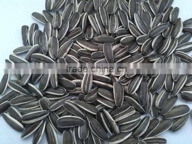 chinese fresh sunflower seed 5009 hot sale