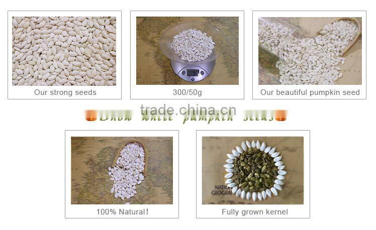 inner mongolia best quality snow white pumpkin seed