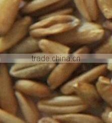 Low Price Cereal Color Sorter Grain /Wheat Color Sorter