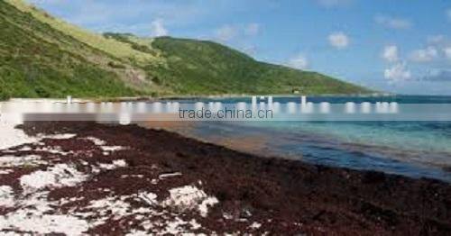 2017 New Dried Sargassum seaweed