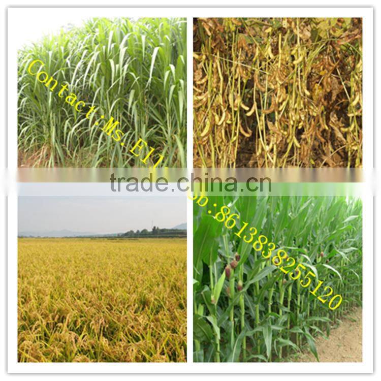 Farm using mini wheat crop cutting machine in Veitnam