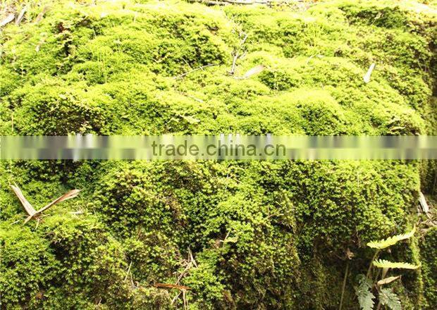 DIY accessories natural green micro landscape decorative moss