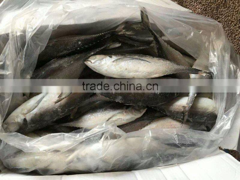 Whole Round Frozen Jack Mackerel
