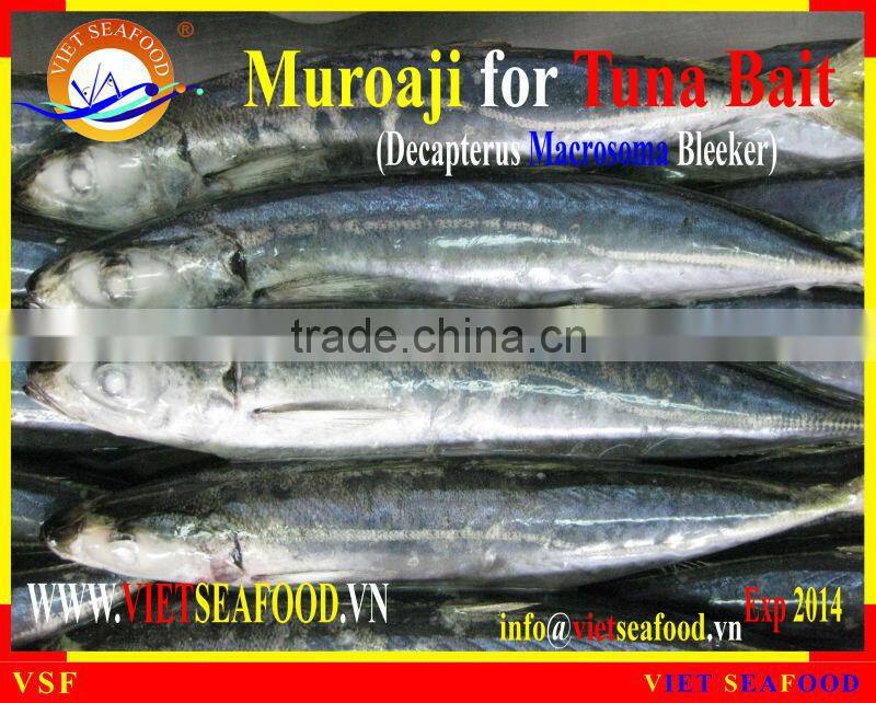 FROZEN MUROAJI FOR TUNA BAIT