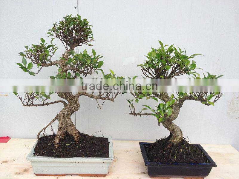 Ficus microcarpa bonsai tree in 15cm,20cm, 25cm ,30cm pot