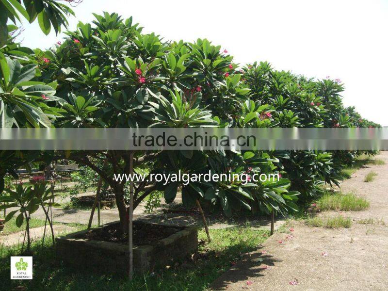plumeria rubra(Red Frangipani)