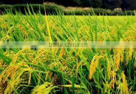 JAPONICA/ SUSHI/ CALROSE ROUND RICE 5% BROKENS