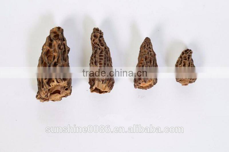 Healthy Green Natural Morel Mushroom High Quality Morel Mushroom