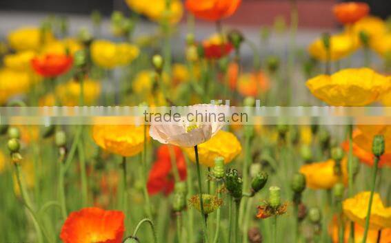 Corn poppy,Papaver, flower seeds , herb seed,vegetalbe seed,fruit seed,grass seed