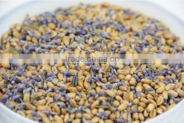 Microwavable lavender teddy bear stuffed plush teddy