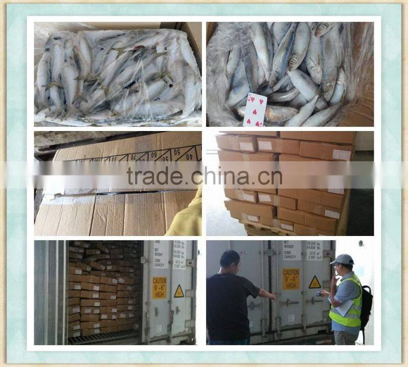 FROZEN SARDINE FISH WHOLE ROUND BAIT FISH