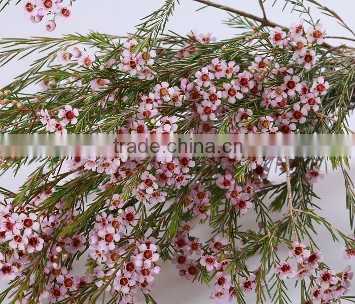 valentine's day wholesale fresh cut red wintersweet flower