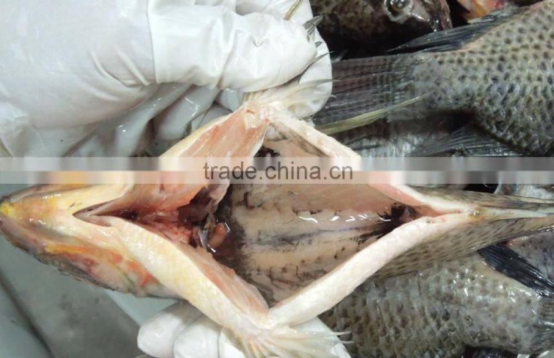 China export tilapia Fish whole round seafood product