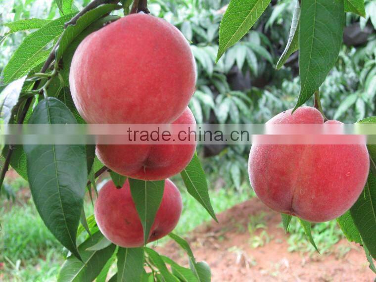 fresh peach fruit from China