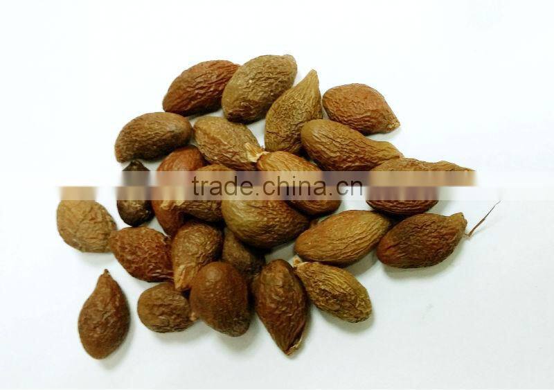 VIETNAM SCAPHIUM SCAPHIGERUM