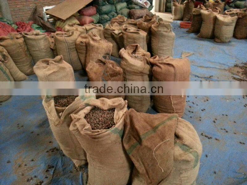 VIETNAM SCAPHIUM SCAPHIGERUM