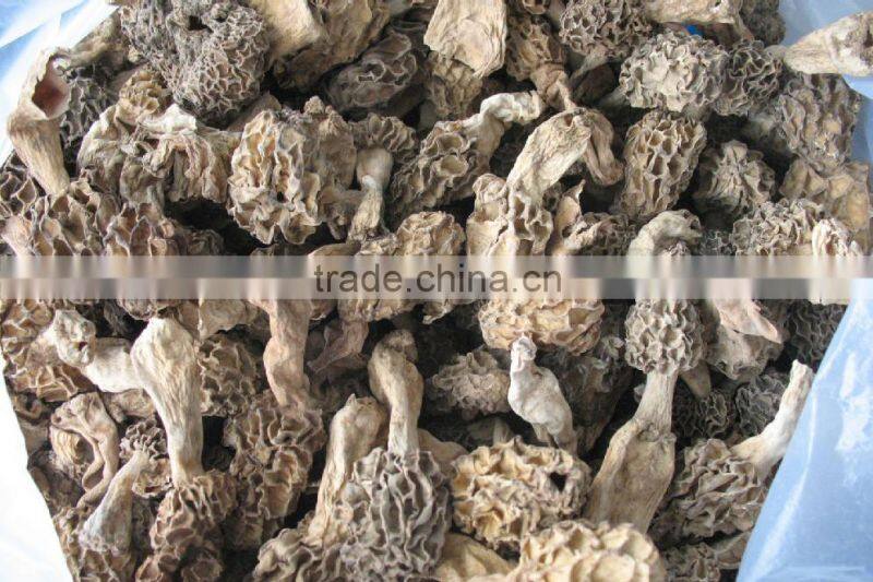 Shiyan Wild dried Morel Mushrooms Best Price