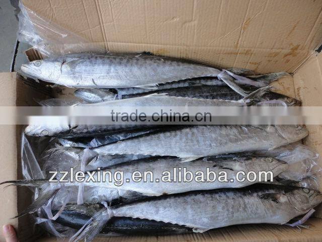 Frozen spanish mackerel,IQF,W/R,fresh