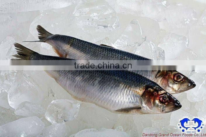 herring frozen seafood
