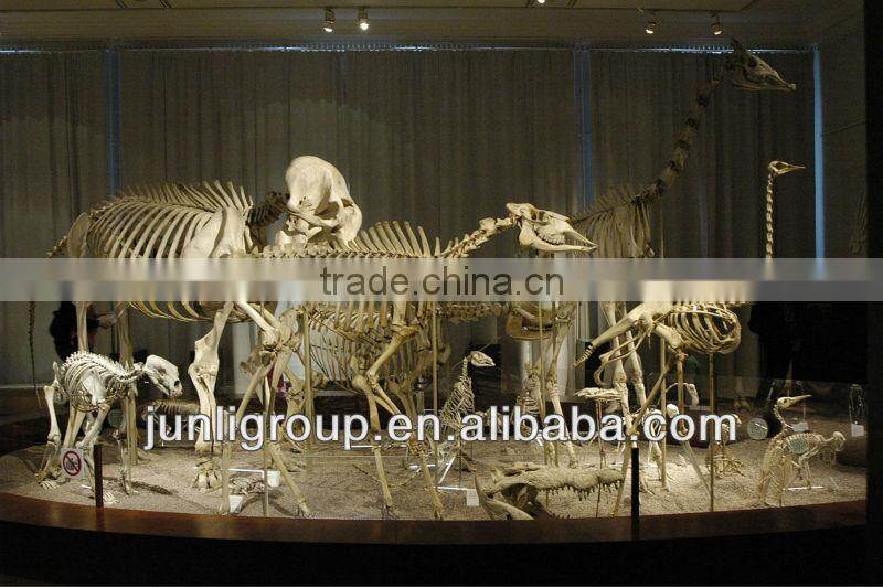 JLDF-G-0025 Replica Animal Skeleton For Sale