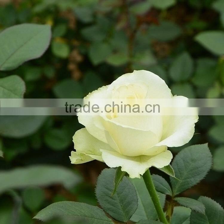 Fashion Golden Sun buy gerbera flowers