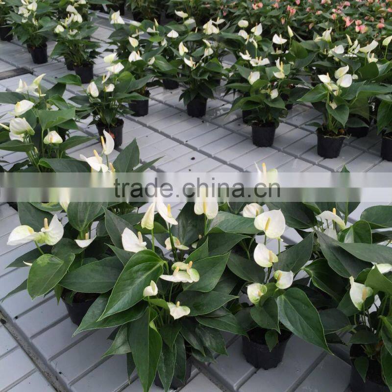 multi-span galvanized Aquarium Plant Greenhouse