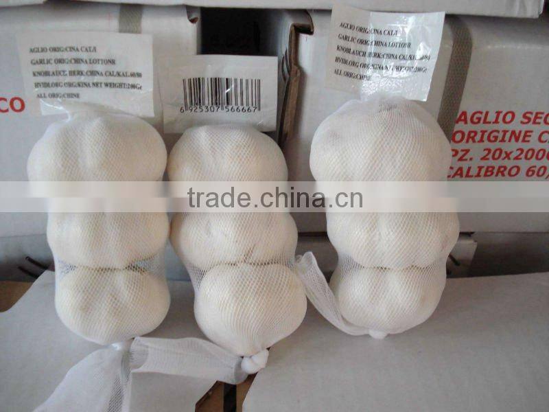 Chinese garlic
