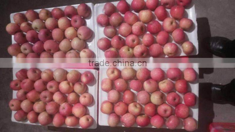 Chinese Exporter Fresh Red Fuji Apple Fruits Natural Growth Containing Vitamin C