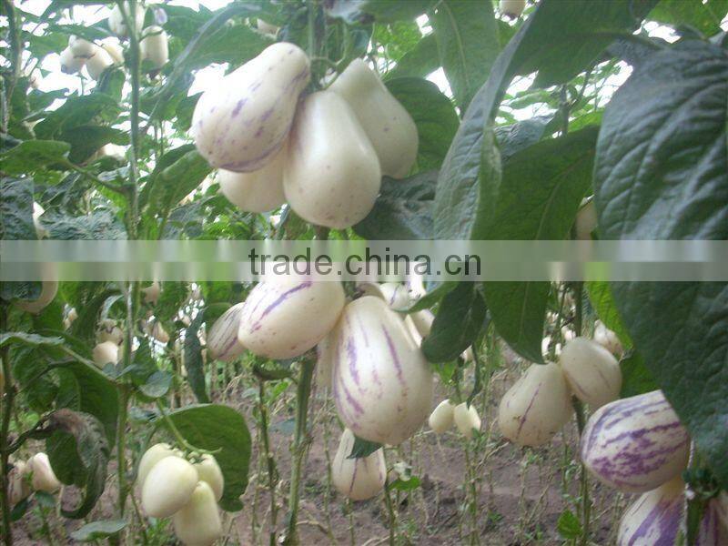 Hybrid F1 Solanum muricatum Pepino Cucumber Seeds For Planting