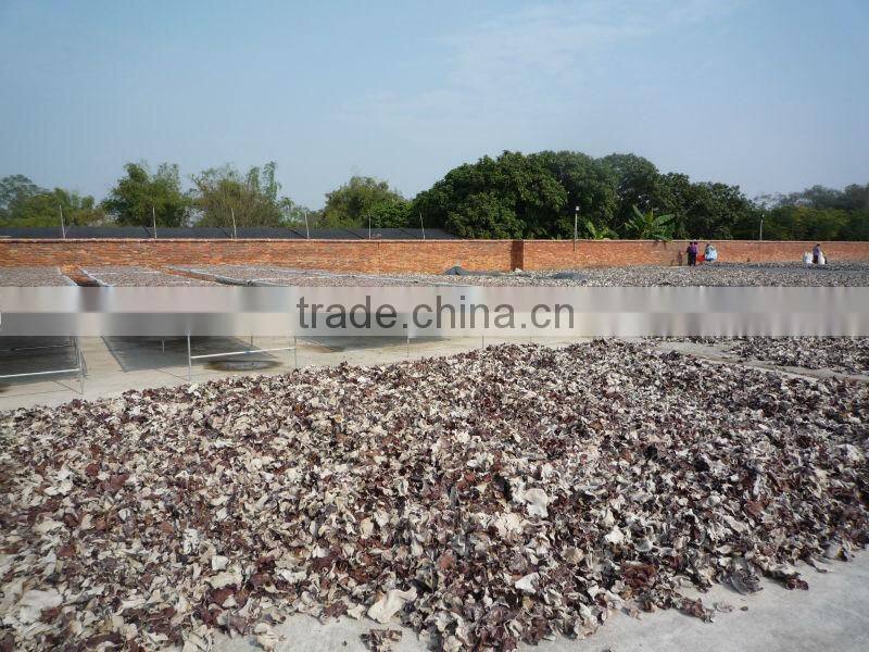 Block black fungi with white back