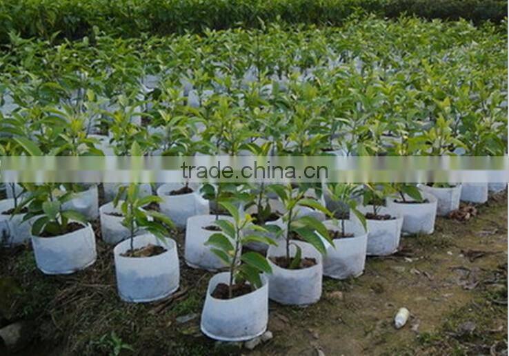 PP non woven planter grow bags