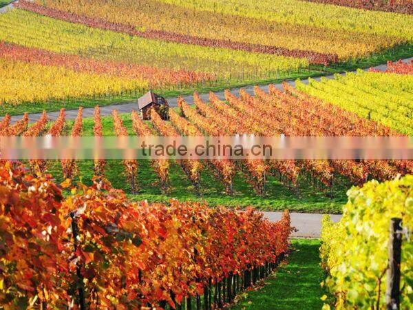 Hot sale Vineyard Trellis