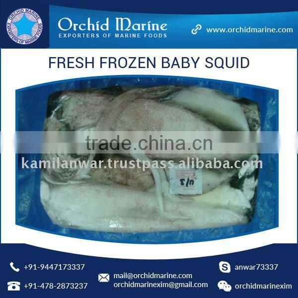 Excellent Quality Hygienic Frozen Baby Squid for Wholesale