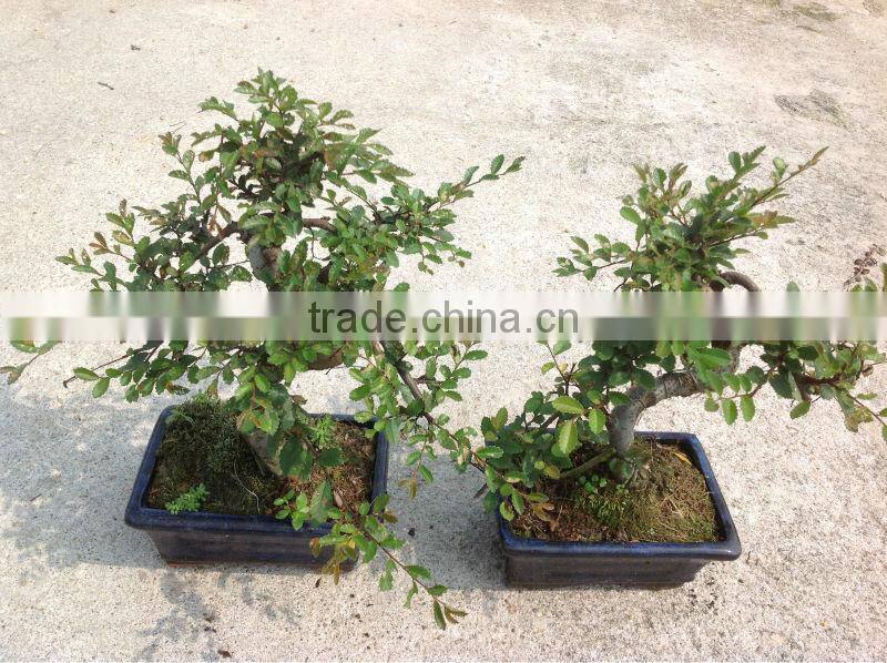 Ulmus ( Chinese Elm)