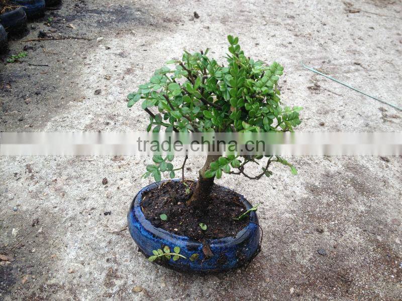 Zanthoxylum Odorum bonsai nursery