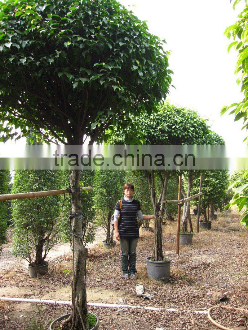 Ficus benjamina