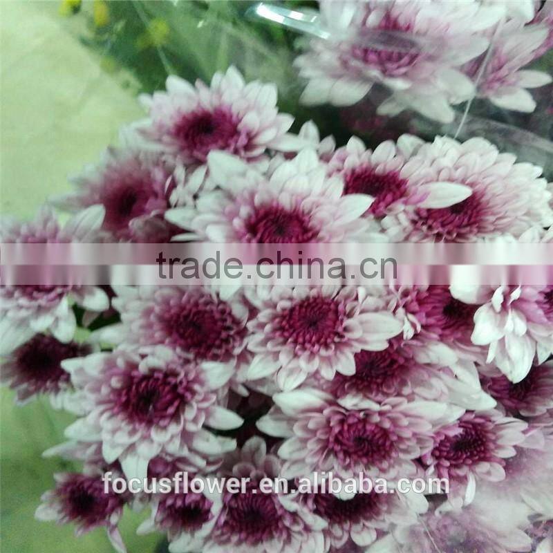 High Quality Sprayed Chrysanthemums With All Colors Wholesale