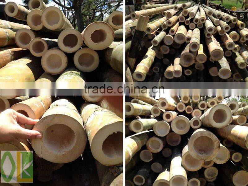 backyard scape in bamboo cane ,bamboo poles wholesale