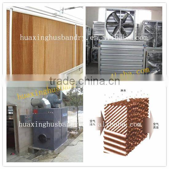 Best automatic sheds for poultry broiler chicken farm