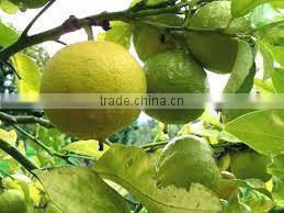 BERGAMOT ESSENTIAL OIL