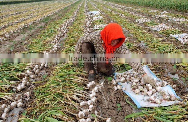Farm machinery hand planter for garlic