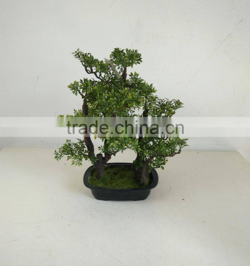 small bonsai tree wholesale