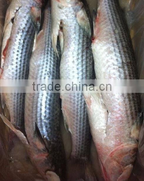 canned fish frozen mullet